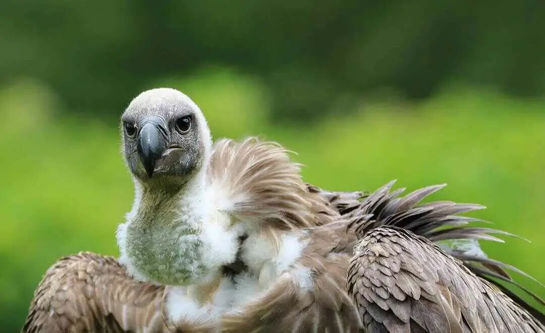 Hooded Vulture